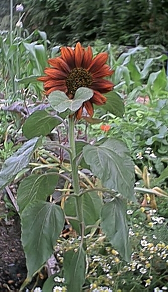 Red Sunflower (6 July)